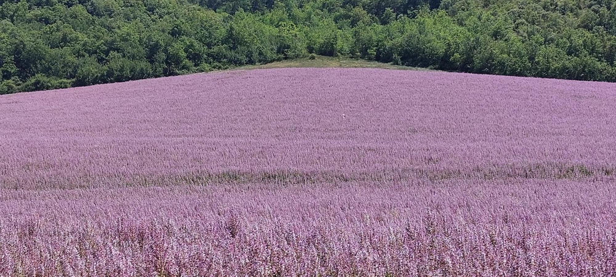 Un Souffle D'air Valensole