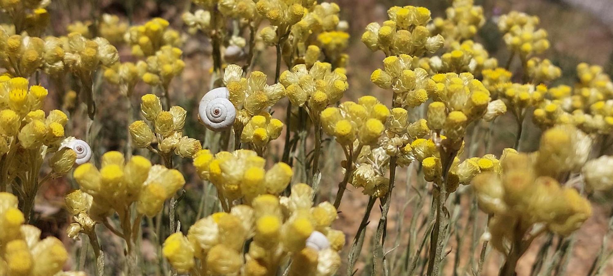 Un Souffle D'air * Valensole